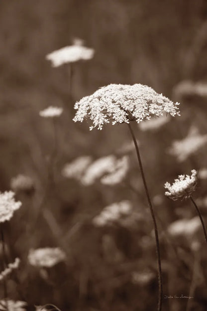 Queen Annes Lace II by Debra Van Swearingen. SKU 86786h. Archival Giclee Fine art print for wall decor.