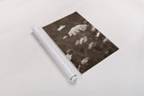 Queen Annes Lace II by Debra Van Swearingen. shown as a rolled paper print. Available as archival giclee rolled canvas, fine art paper, or poster print. SKU 86786h.