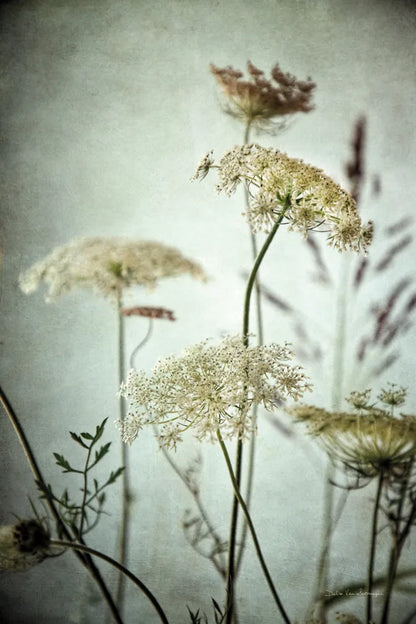 Queen Annes Lace Up Close I by Debra Van Swearingen. SKU 90959h. Archival Giclee Fine art print for wall decor.