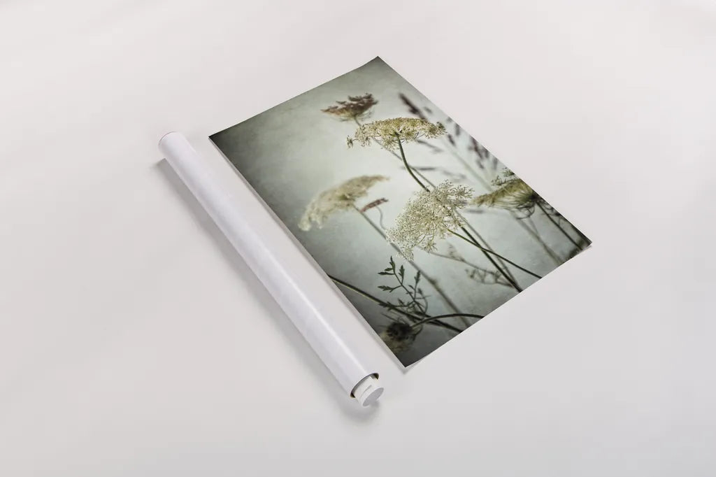 Queen Annes Lace Up Close I by Debra Van Swearingen. shown as a rolled paper print. Available as archival giclee rolled canvas, fine art paper, or poster print. SKU 90959h.