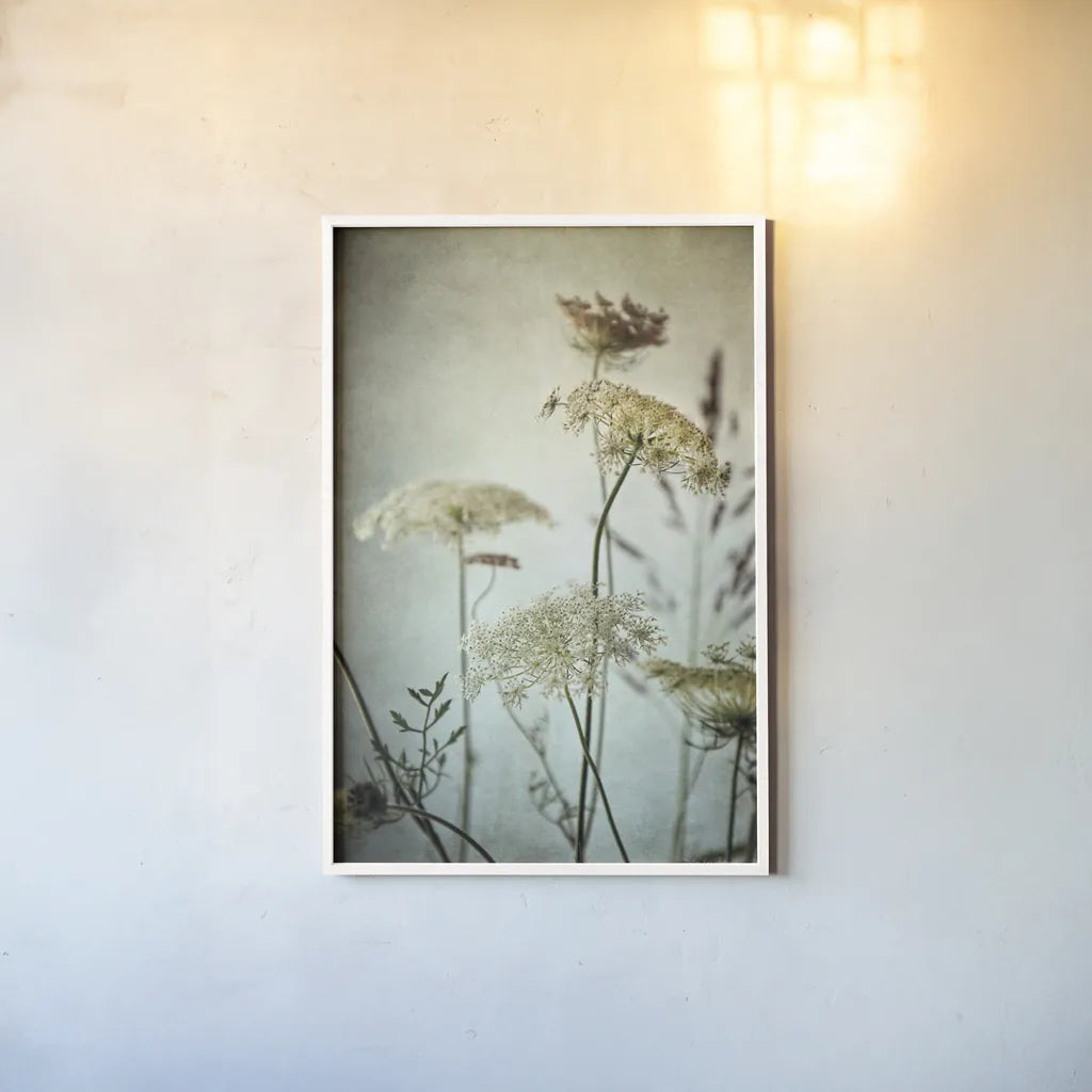 Queen Annes Lace Up Close I by Debra Van Swearingen. shown as a paper print in a white frame. Available as a archival giclee rolled canvas, fine art paper, or poster print. SKU 90959h.