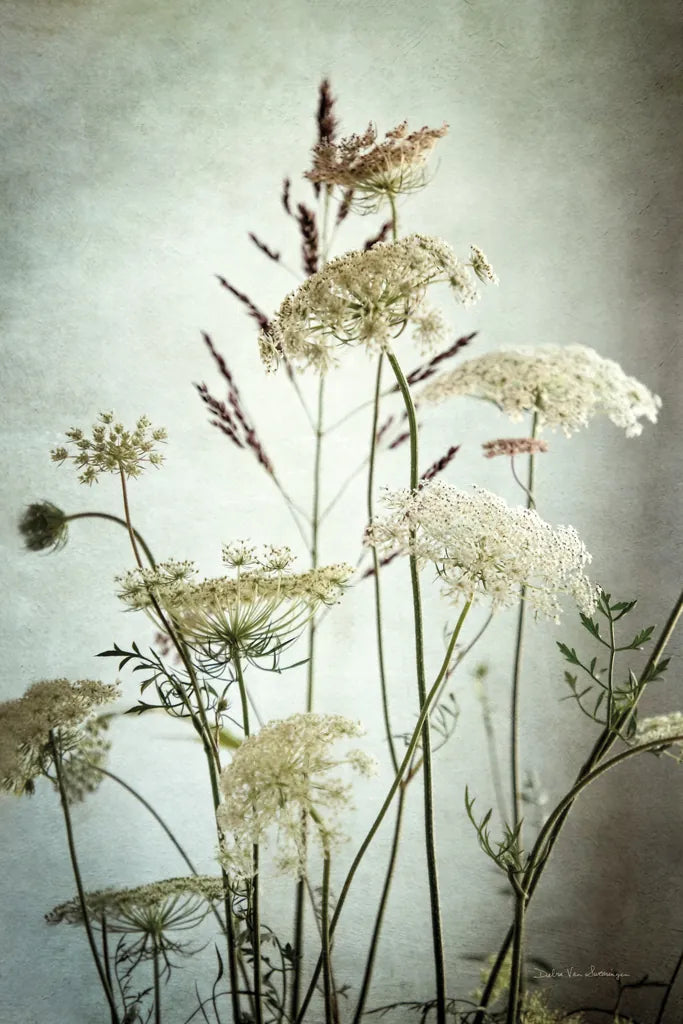 Queen Annes Lace Up Close II by Debra Van Swearingen. SKU 90960h. Archival Giclee Fine art print for wall decor.