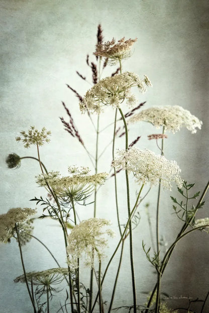 Queen Annes Lace Up Close II by Debra Van Swearingen. SKU 90960h. Archival Giclee Fine art print for wall decor.