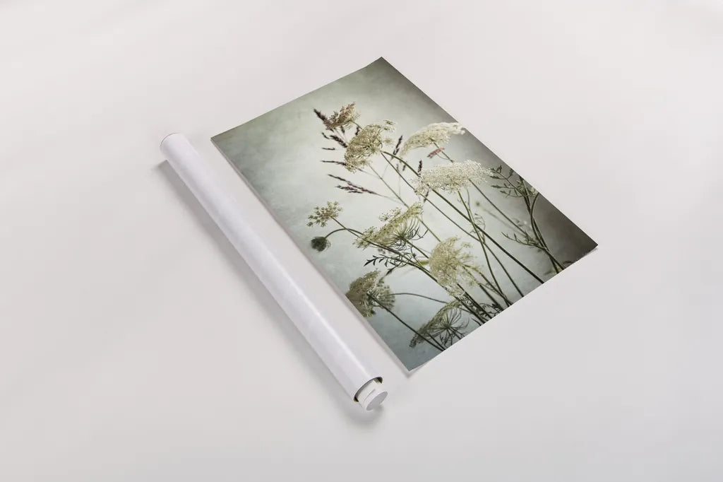 Queen Annes Lace Up Close II by Debra Van Swearingen. shown as a rolled paper print. Available as archival giclee rolled canvas, fine art paper, or poster print. SKU 90960h.