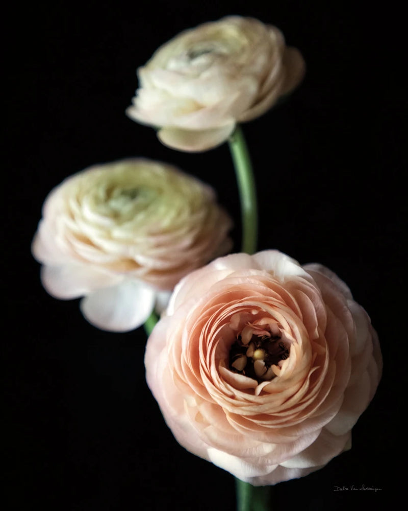 Ranunculus Group I by Debra Van Swearingen