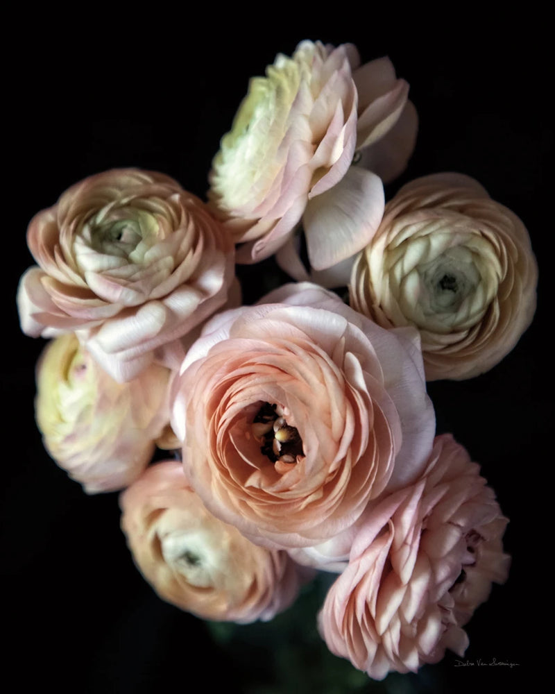 Ranunculus Group II by Debra Van Swearingen