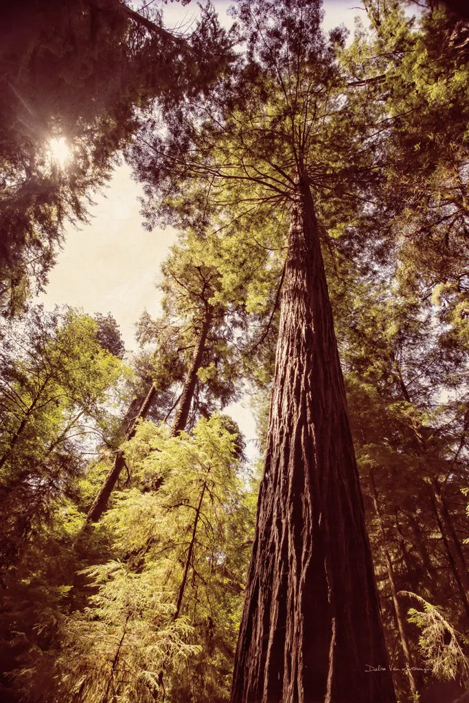 Redwoods I by Debra Van Swearingen. SKU 82779h. Archival Giclee Fine art print for wall decor.