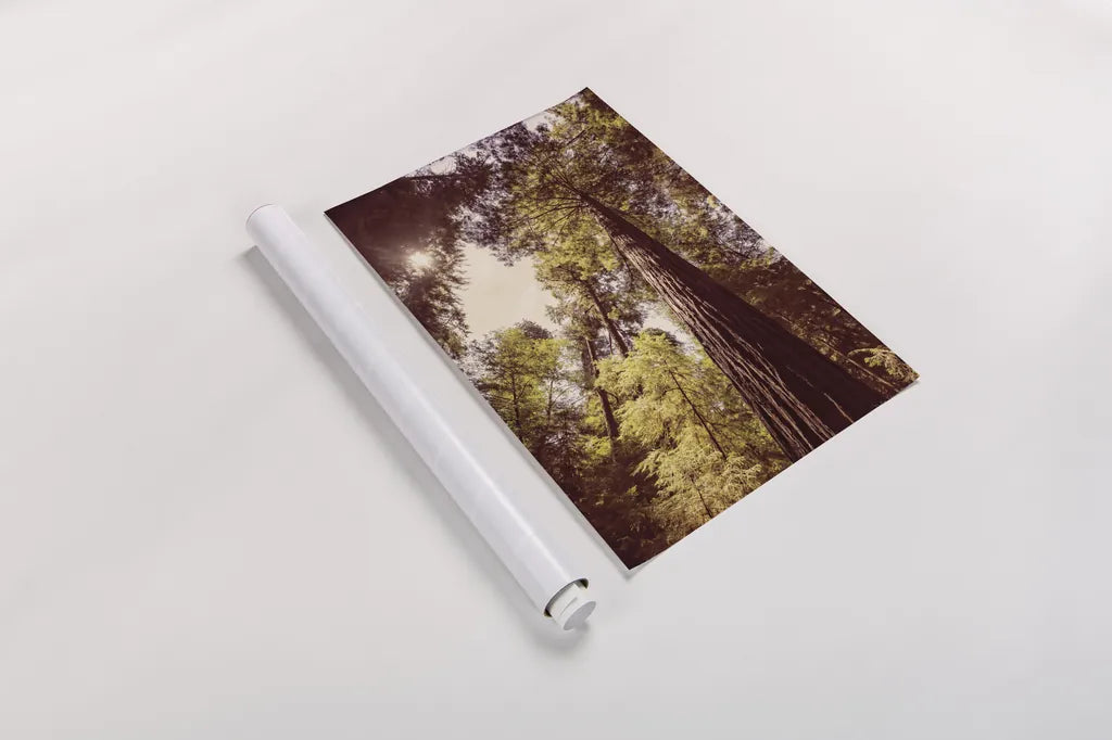 Redwoods I by Debra Van Swearingen. shown as a rolled paper print. Available as archival giclee rolled canvas, fine art paper, or poster print. SKU 82779h.