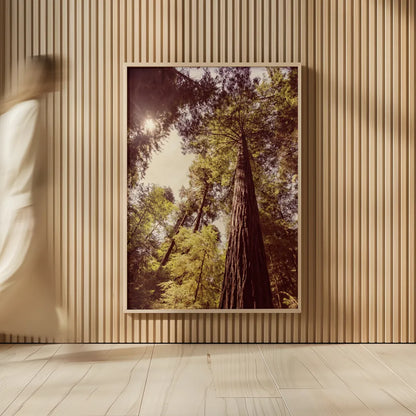 Redwoods I by Debra Van Swearingen. shown as over sized large wall art. Available as an archival giclee rolled canvas, fine art paper, or poster print. SKU 82779h.