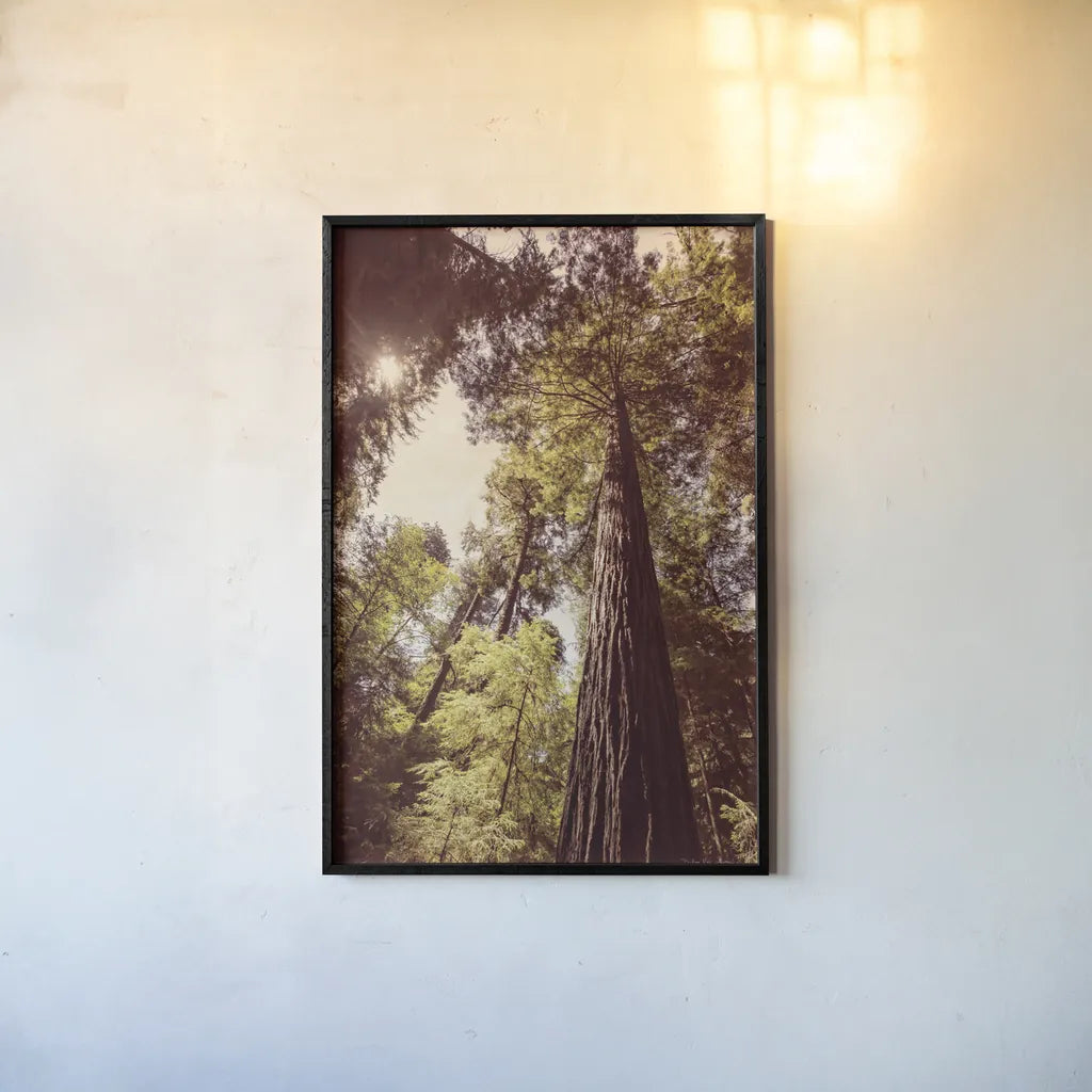 Redwoods I by Debra Van Swearingen. shown as a paper print in a black flame. Available as a archival giclee rolled canvas, fine art paper, or poster print. SKU 82779h.