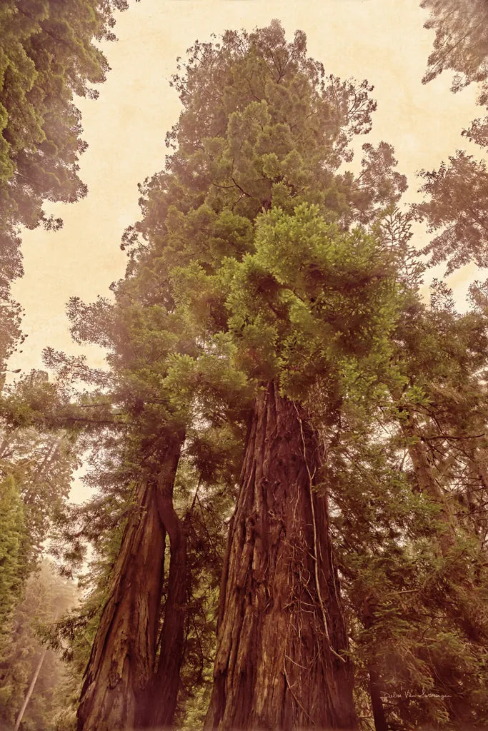 Redwoods II by Debra Van Swearingen. SKU 82780h. Archival Giclee Fine art print for wall decor.