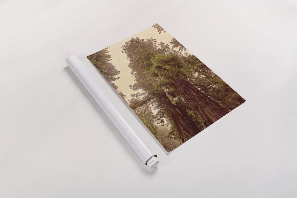 Redwoods II by Debra Van Swearingen. shown as a rolled paper print. Available as archival giclee rolled canvas, fine art paper, or poster print. SKU 82780h.