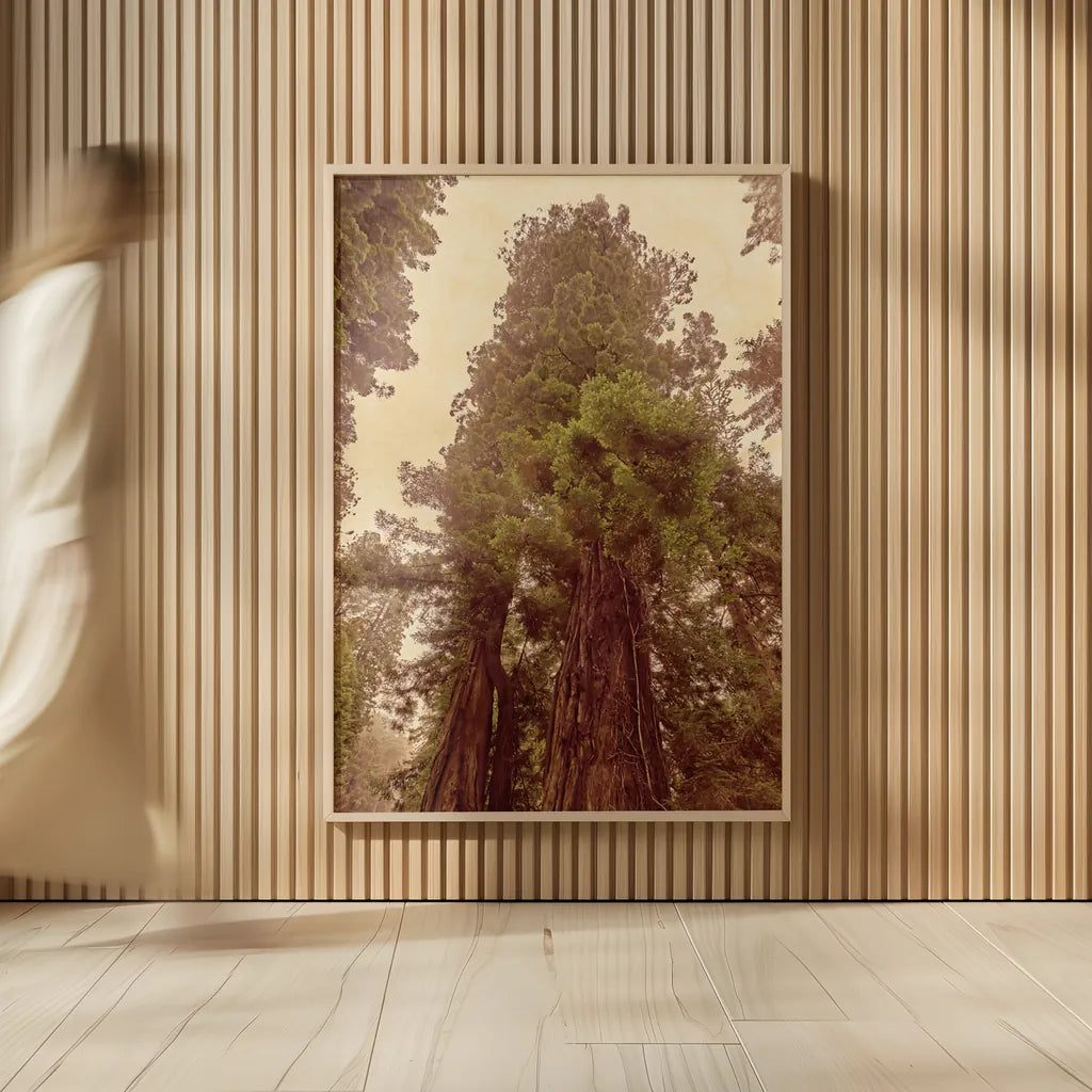 Redwoods II by Debra Van Swearingen. shown as over sized large wall art. Available as an archival giclee rolled canvas, fine art paper, or poster print. SKU 82780h.