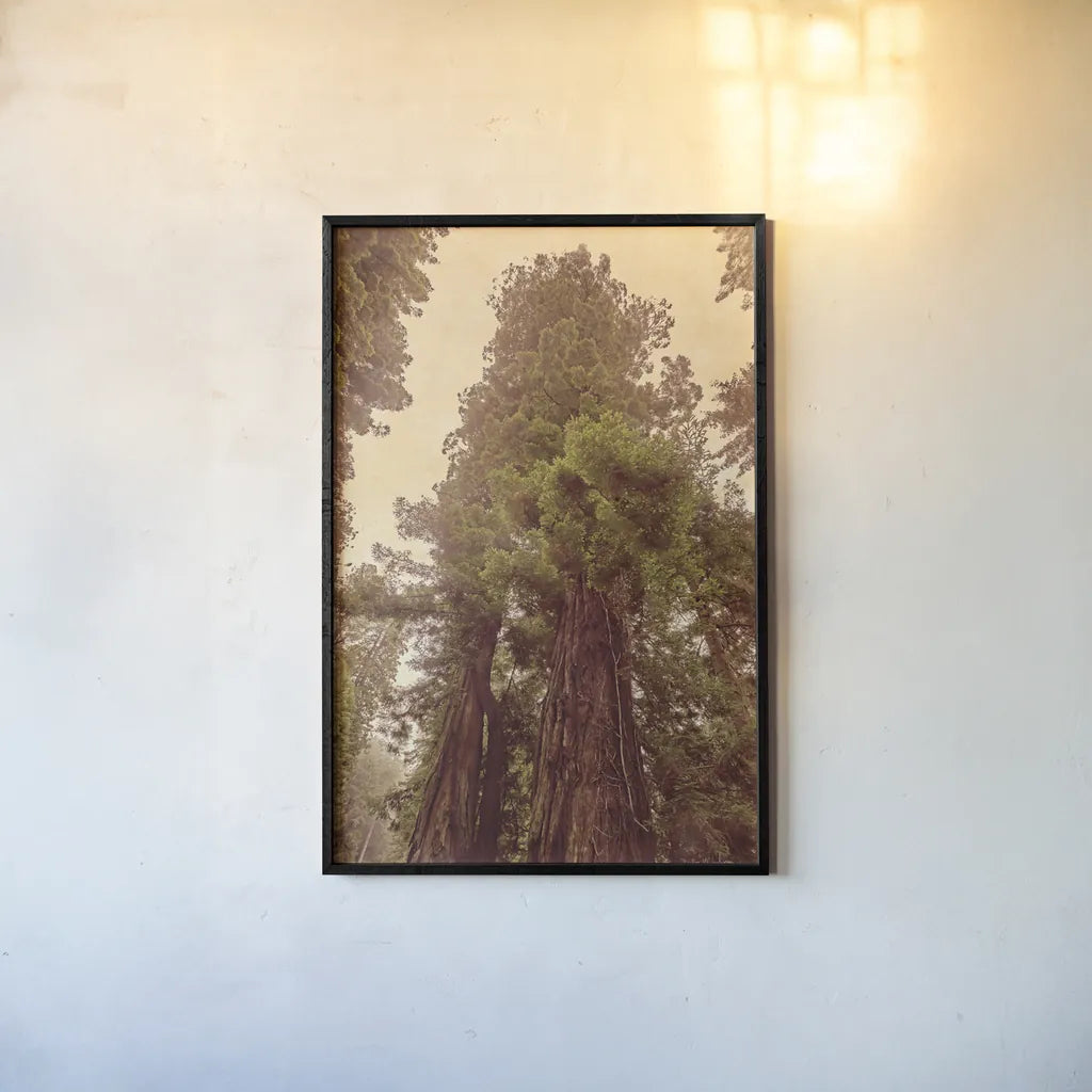 Redwoods II by Debra Van Swearingen. shown as a paper print in a black flame. Available as a archival giclee rolled canvas, fine art paper, or poster print. SKU 82780h.