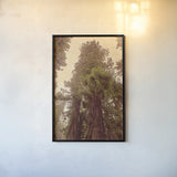 Redwoods II by Debra Van Swearingen. shown as a paper print in a black flame. Available as a archival giclee rolled canvas, fine art paper, or poster print. SKU 82780h.
