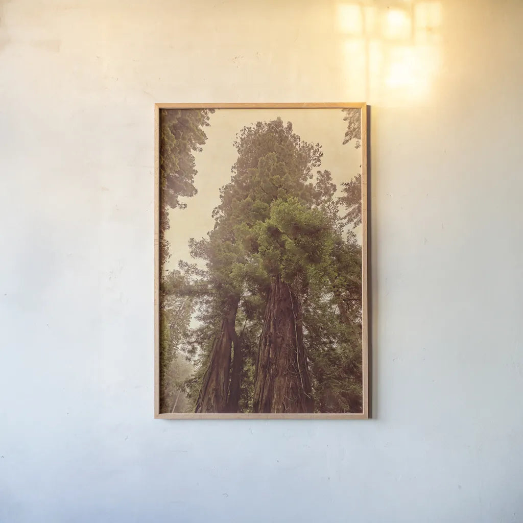 Redwoods II by Debra Van Swearingen. shown as a paper print in a natural frame. Available as a archival giclee rolled canvas, fine art paper, or poster print. SKU 82780h.