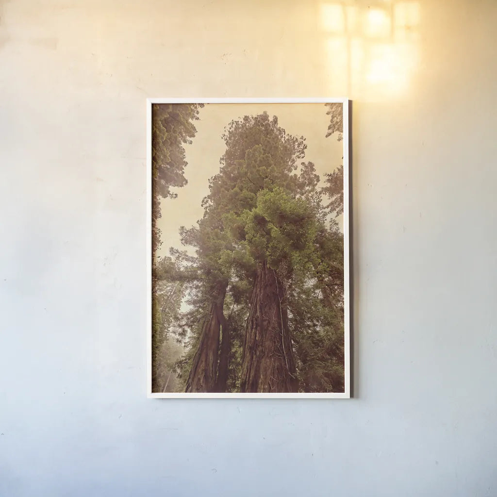 Redwoods II by Debra Van Swearingen. shown as a paper print in a white frame. Available as a archival giclee rolled canvas, fine art paper, or poster print. SKU 82780h.