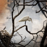 Respite by Debra Van Swearingen. SKU 63823a. Archival Giclee Fine art print for wall decor.