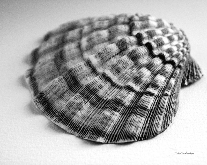 Scallop 3 by Debra Van Swearingen
