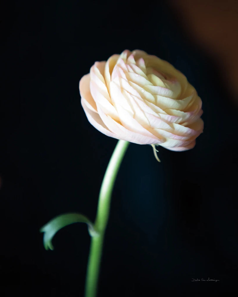 Single Ranunculus I by Debra Van Swearingen