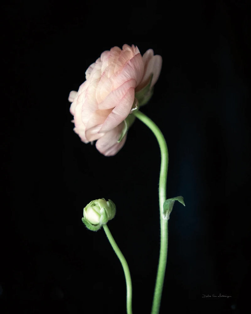 Single Ranunculus II by Debra Van Swearingen
