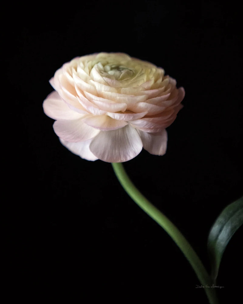 Single Ranunculus III by Debra Van Swearingen