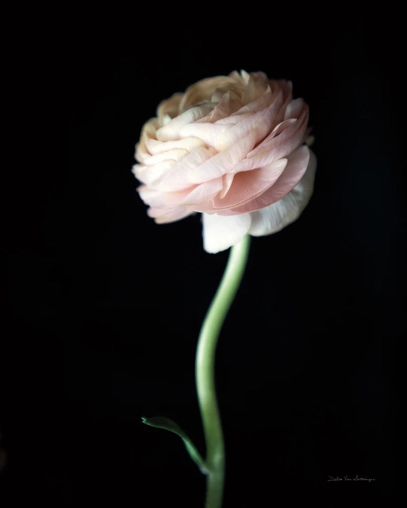 Single Ranunculus IV by Debra Van Swearingen