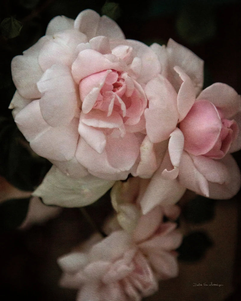 Soft Pink Roses I by Debra Van Swearingen