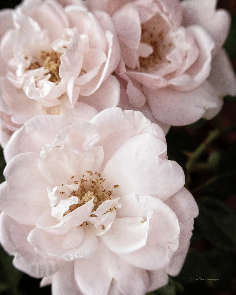 Soft Pink Roses II by Debra Van Swearingen