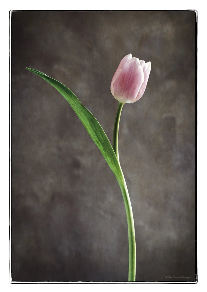 Spring Tulips II by Debra Van Swearingen