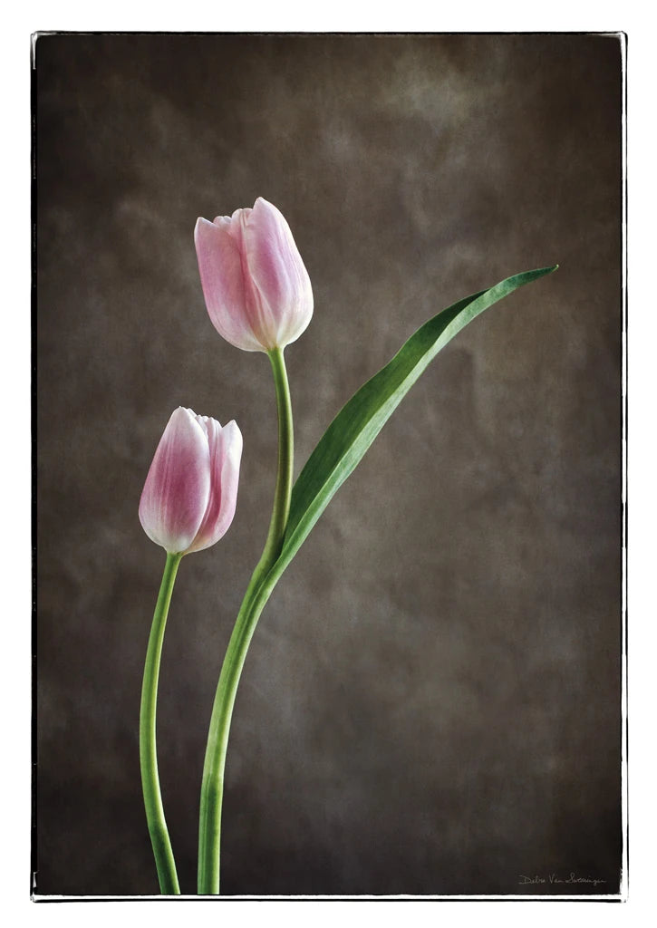 Spring Tulips IV by Debra Van Swearingen