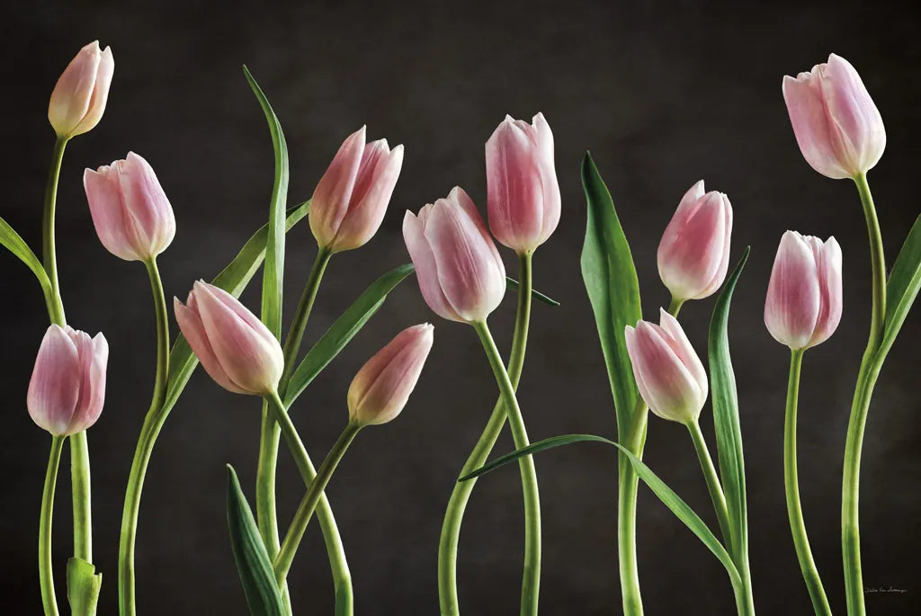 Spring Tulips IX by Debra Van Swearingen. SKU 23299i. Archival Giclee Fine art print for wall decor.
