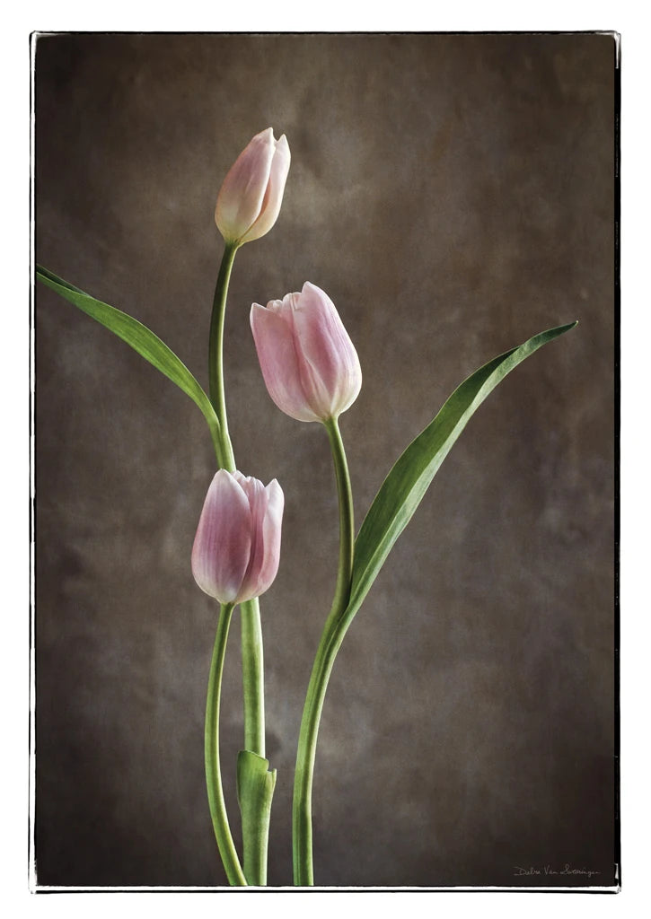 Spring Tulips VIII by Debra Van Swearingen