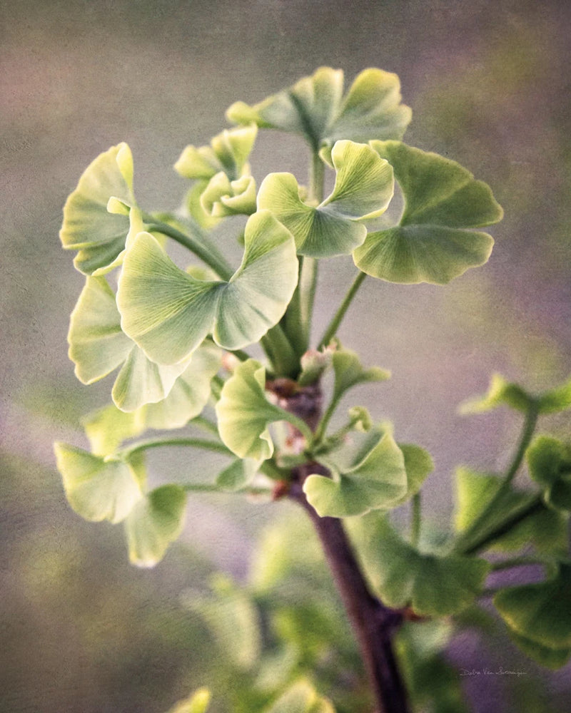 Sprouting Ginkgo I by Debra Van Swearingen