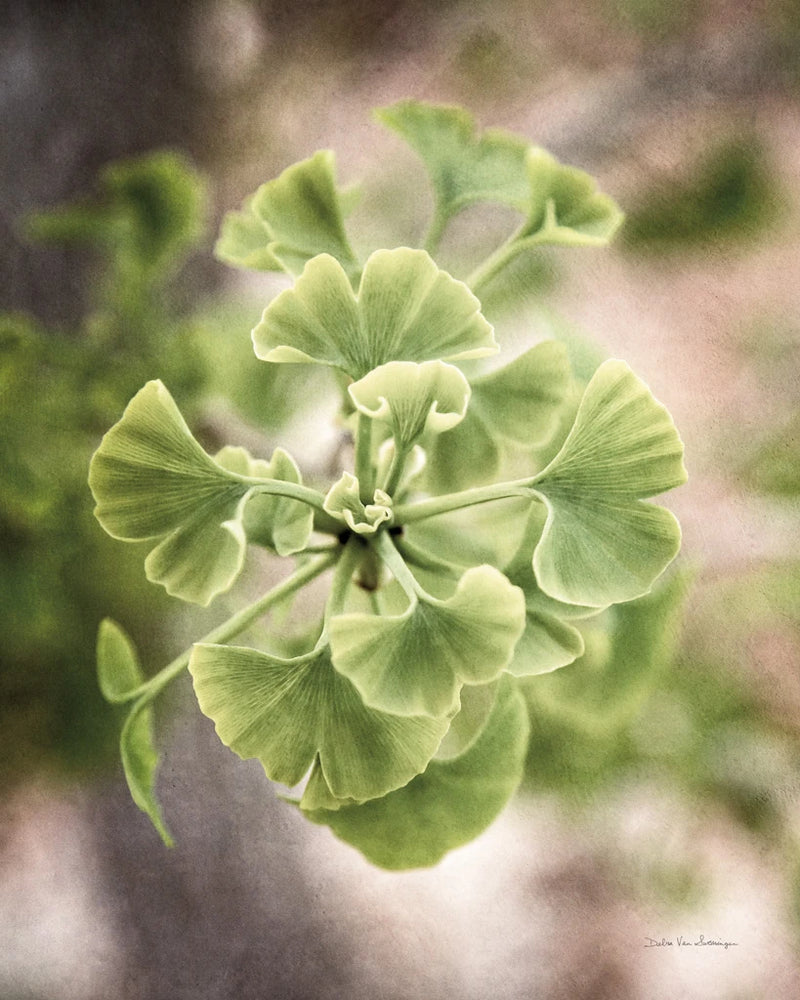 Sprouting Ginkgo II by Debra Van Swearingen