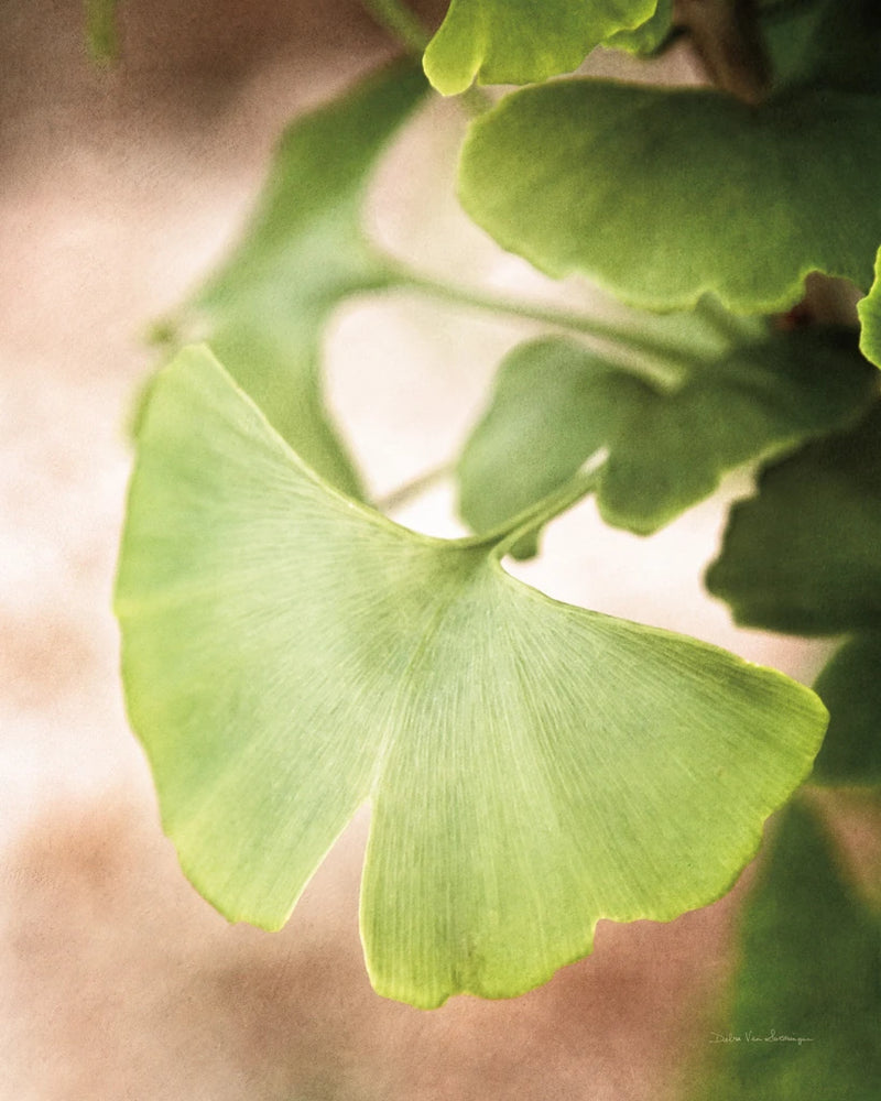 Sprouting Ginkgo III by Debra Van Swearingen