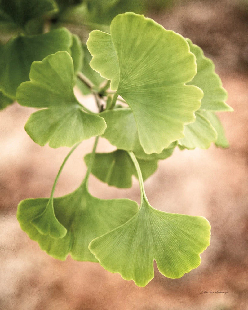 Sprouting Ginkgo IV by Debra Van Swearingen