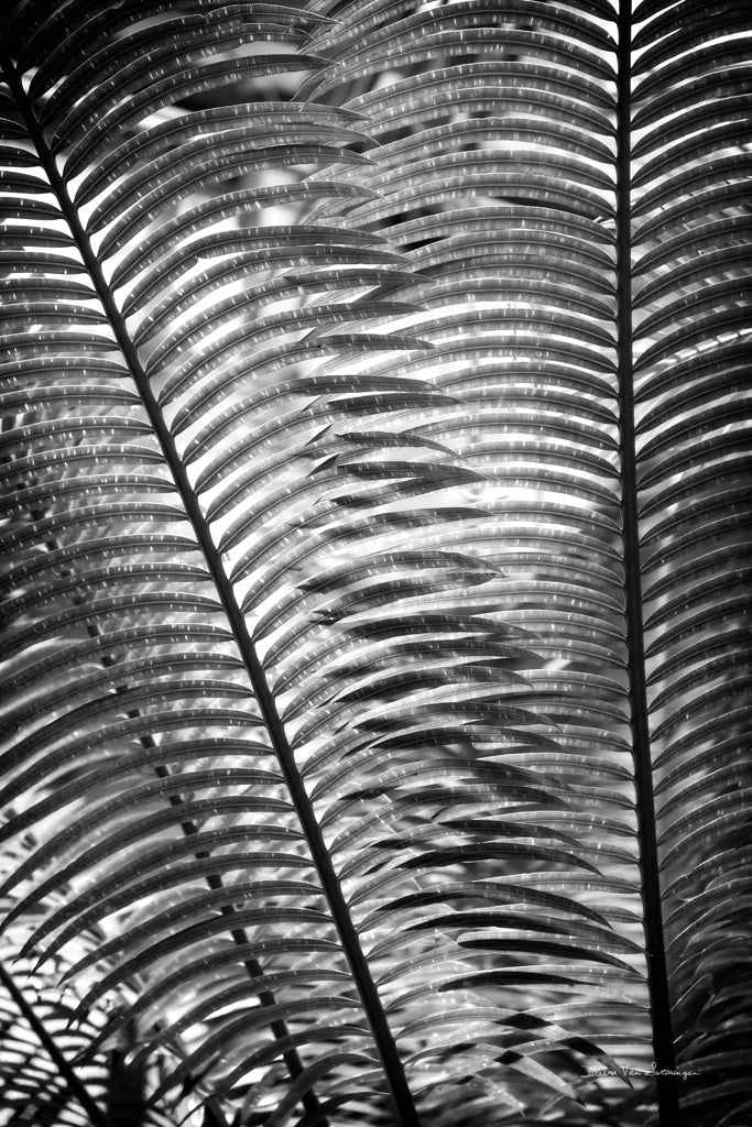 Sunlit Palms I by Debra Van Swearingen. SKU 81257h. Archival Giclee Fine art print for wall decor.