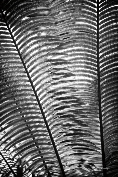 Sunlit Palms I by Debra Van Swearingen. SKU 81257h. Archival Giclee Fine art print for wall decor.