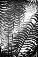 Sunlit Palms II by Debra Van Swearingen. SKU 81258h. Archival Giclee Fine art print for wall decor.