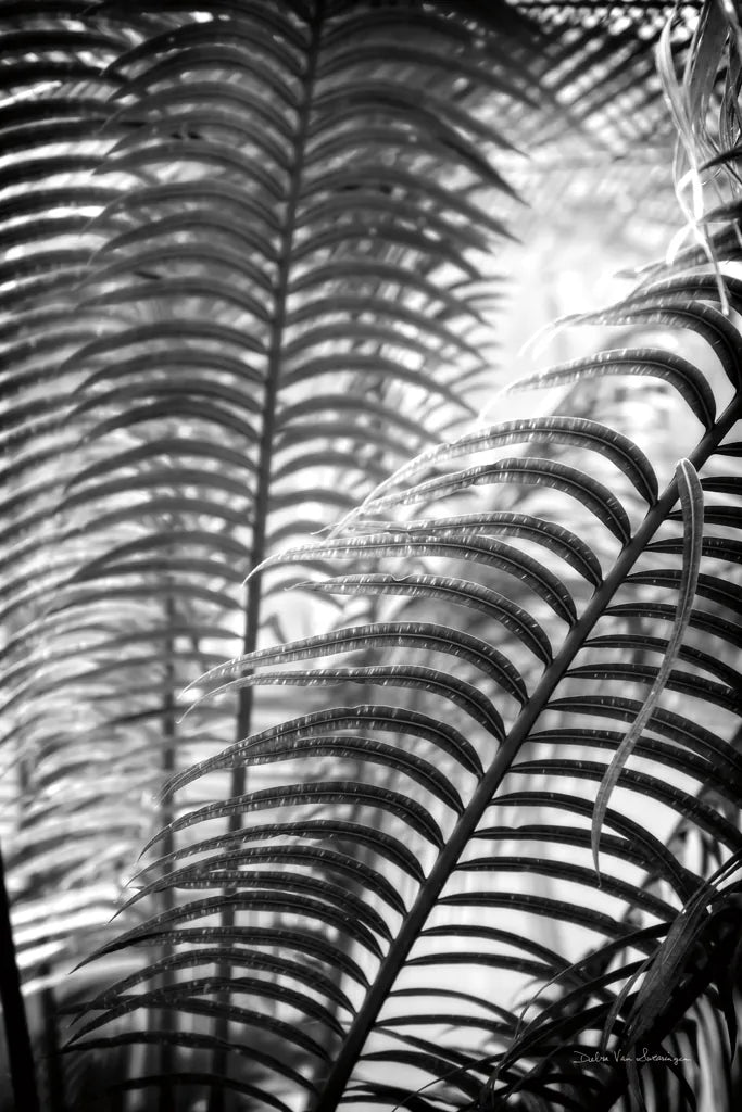 Sunlit Palms II by Debra Van Swearingen. SKU 81258h. Archival Giclee Fine art print for wall decor.