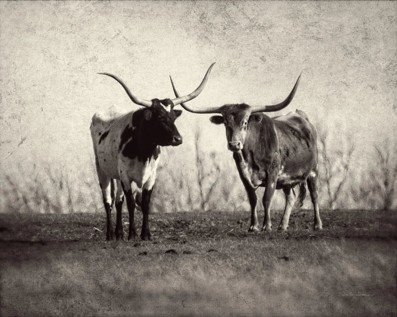 Texas Longhorns by Debra Van Swearingen