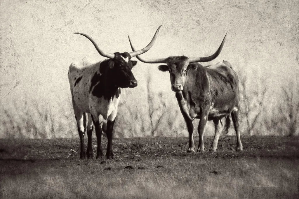 Texas Longhorns Crop by Debra Van Swearingen. SKU 66104i. Archival Giclee Fine art print for wall decor.