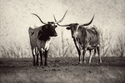 Texas Longhorns Crop by Debra Van Swearingen. SKU 66104i. Archival Giclee Fine art print for wall decor.