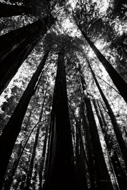 The Stand BW by Debra Van Swearingen. SKU 55173h. Archival Giclee Fine art print for wall decor.