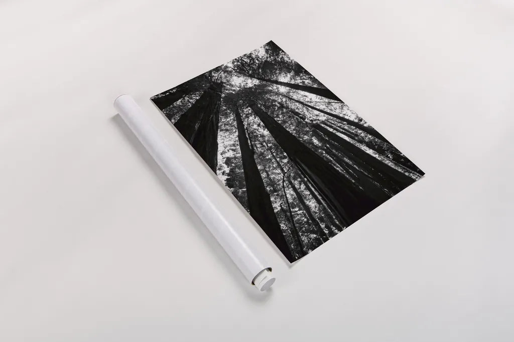 The Stand BW by Debra Van Swearingen. shown as a rolled paper print. Available as archival giclee rolled canvas, fine art paper, or poster print. SKU 55173h.