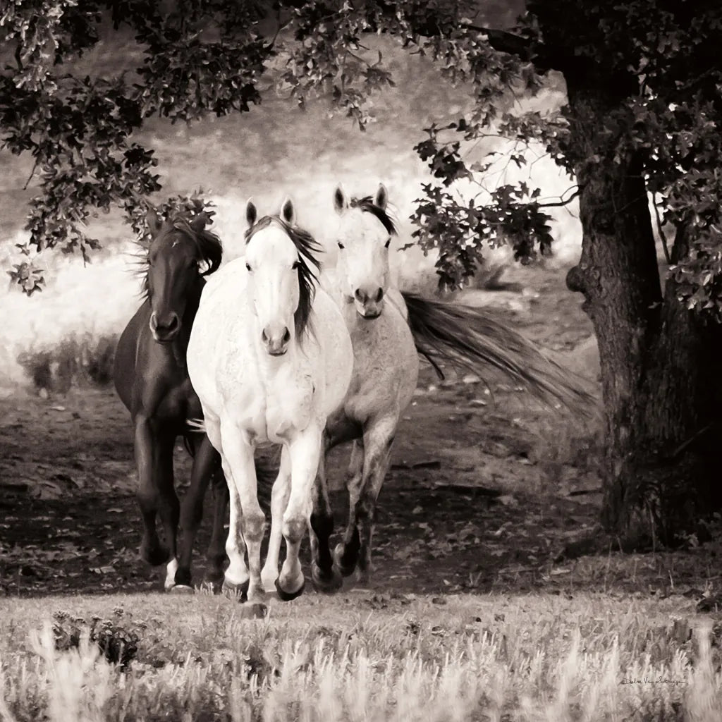 Three Wild Horses Sepia Crop by Debra Van Swearingen. SKU 52847a. Archival Giclee Fine art print for wall decor.