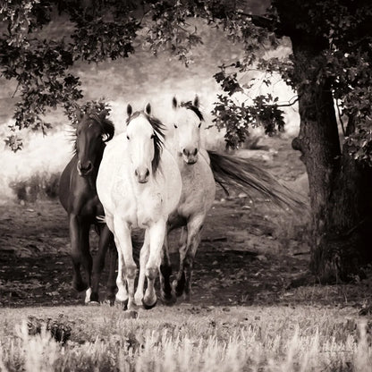 Three Wild Horses Sepia Crop by Debra Van Swearingen. SKU 52847a. Archival Giclee Fine art print for wall decor.
