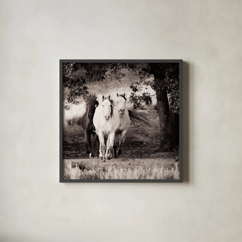 Three Wild Horses Sepia Crop by Debra Van Swearingen. Shown in a sleek black glass frame for a contemporary gallery look. Available as an archival giclee rolled canvas, fine art paper, or poster print. SKU 52847a.