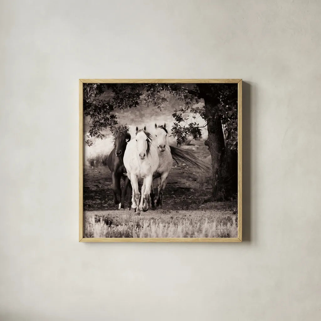 Three Wild Horses Sepia Crop by Debra Van Swearingen. Shown in a natural wood glass frame for a timeless modern aesthetic. Available as an archival giclee rolled canvas, fine art paper, or poster print. SKU 52847a.